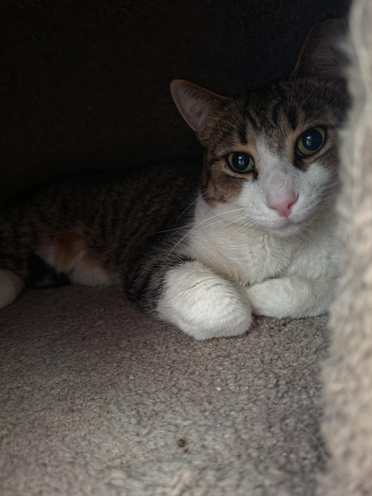 Bubba, Adoptable, Adult Male Domestic Short Hair.