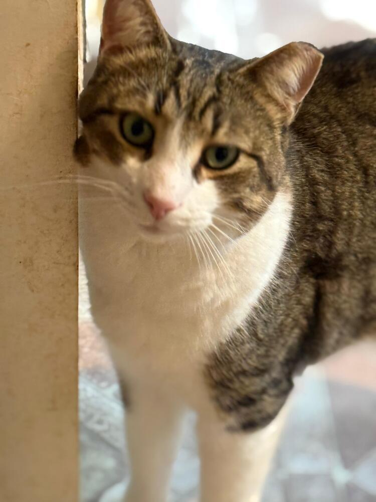 Enlarge Bubba, a Adoptable Domestic Short Hair in Skippack, PA image 3/4