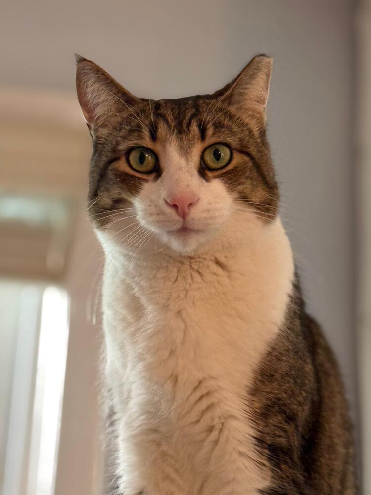 Enlarge Bubba, a Adoptable Domestic Short Hair in Skippack, PA image 4/4