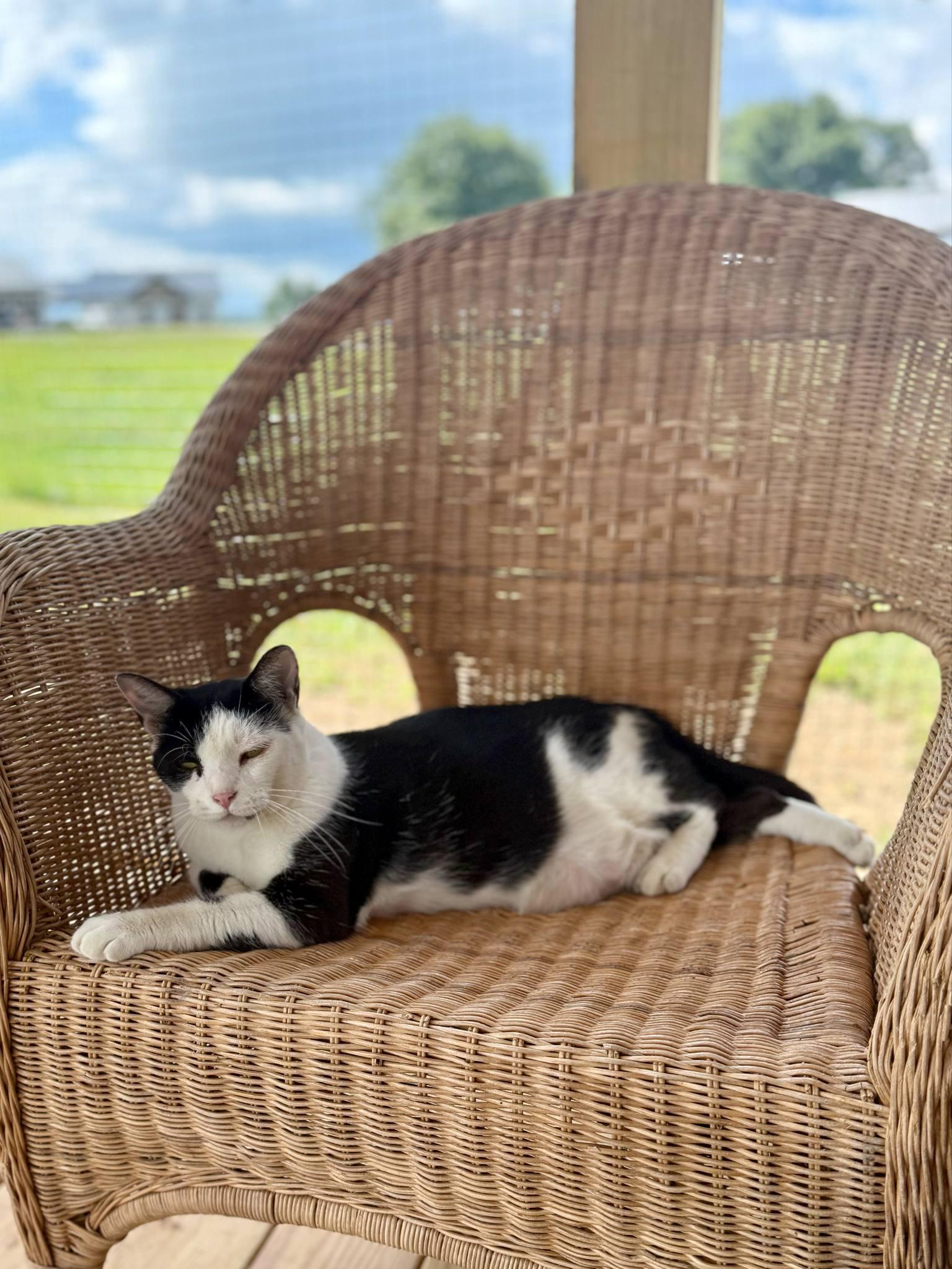 Olive CT, Adoptable, Adult Female Domestic Short Hair.