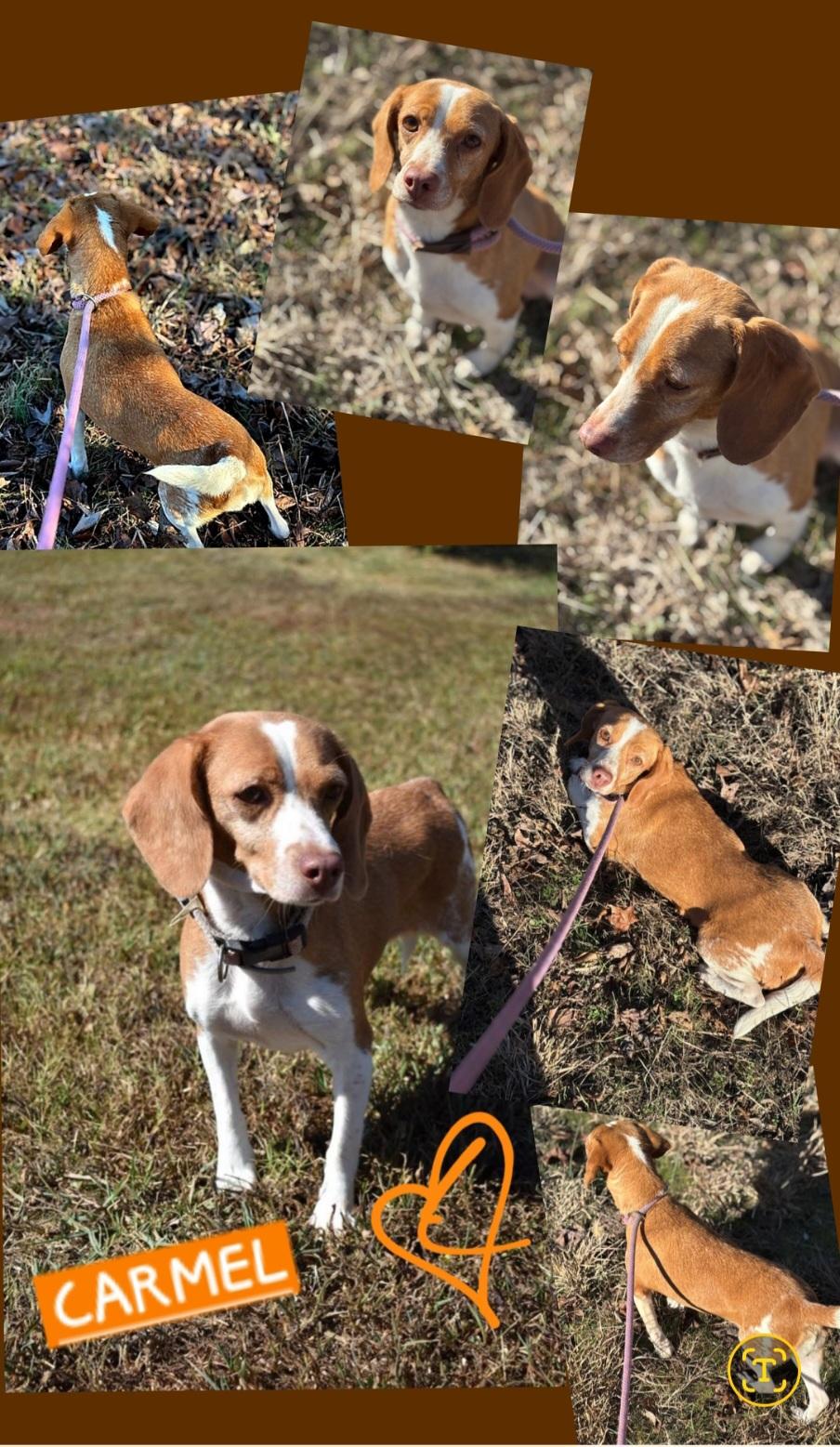 Enlarge Carmel & Butterness (bonded sisters), a ADOPTABLE Beagle in Jackson, TN image 1/2