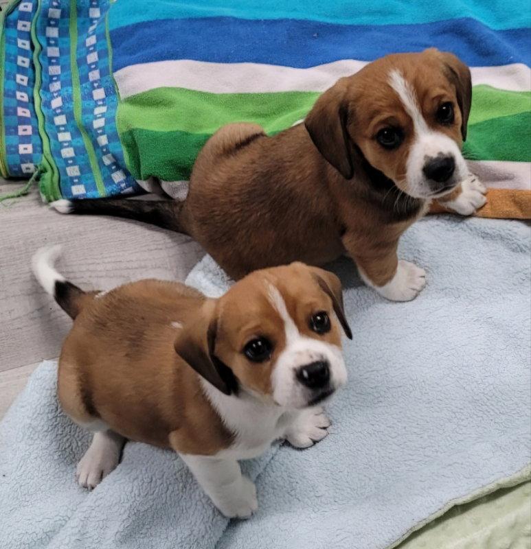 Enlarge Asher, a Adopted Beagle in House Springs, MO image 1/1