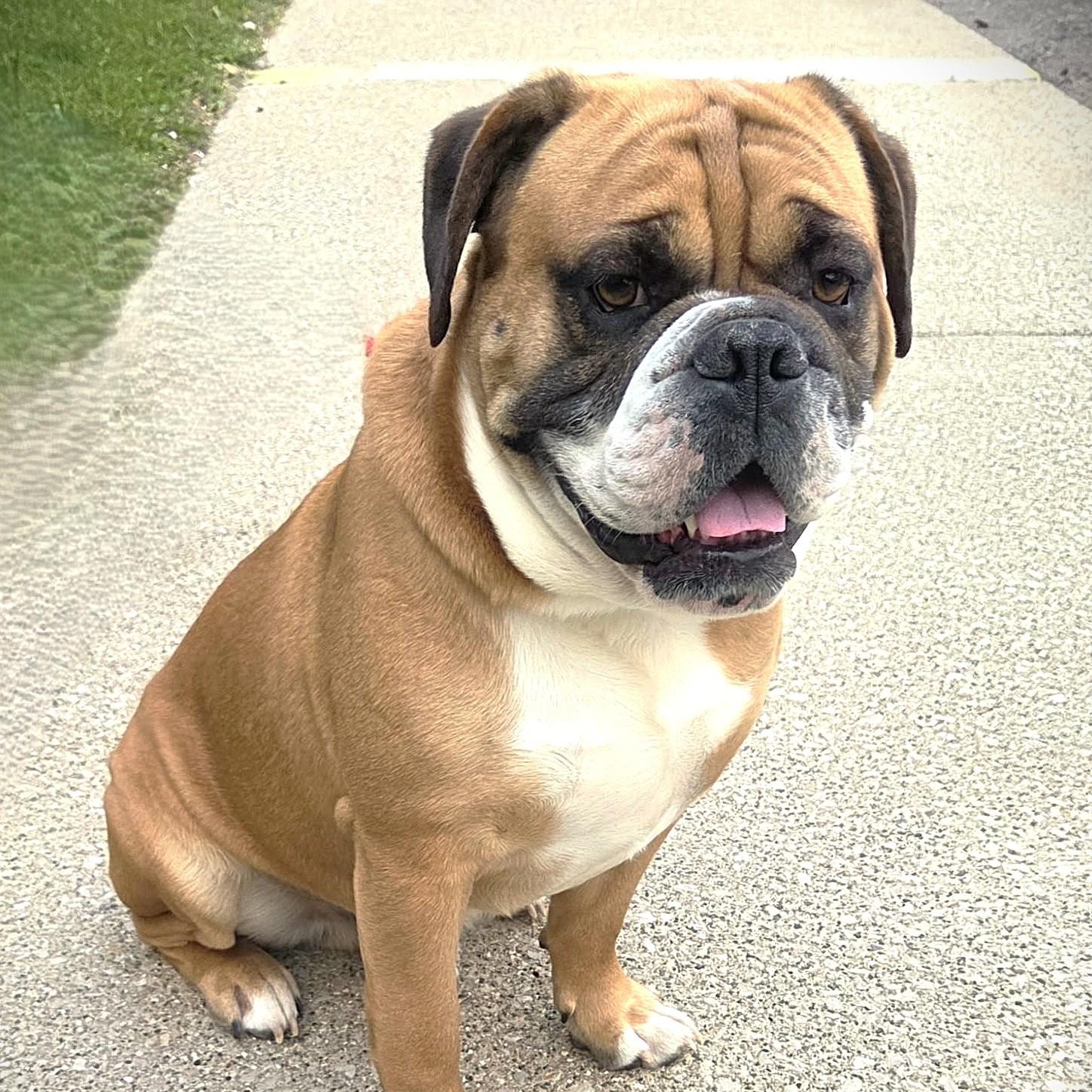 Enlarge POODY, a ADOPTABLE mixed breed in Burton, MI image 1/5