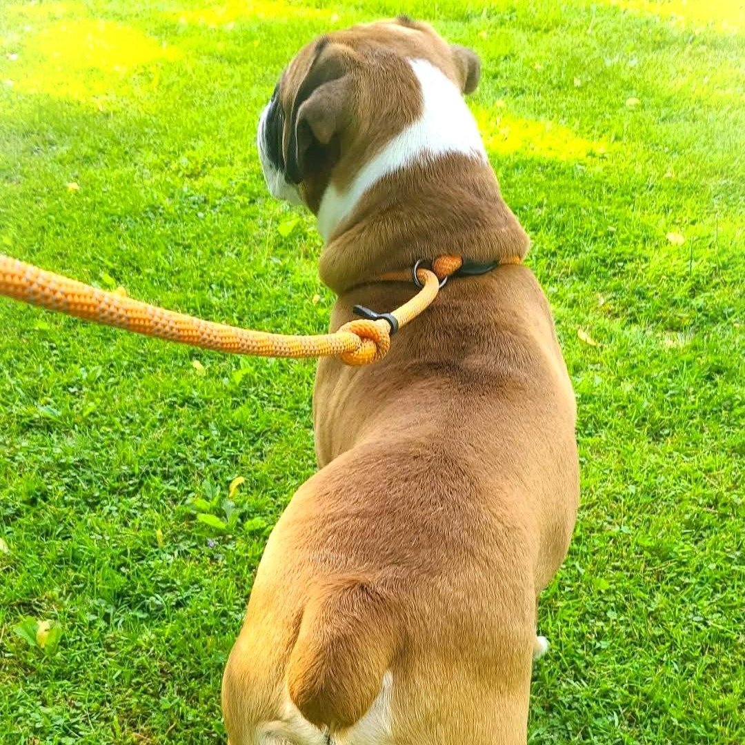 Enlarge POODY, a ADOPTABLE mixed breed in Burton, MI image 5/5