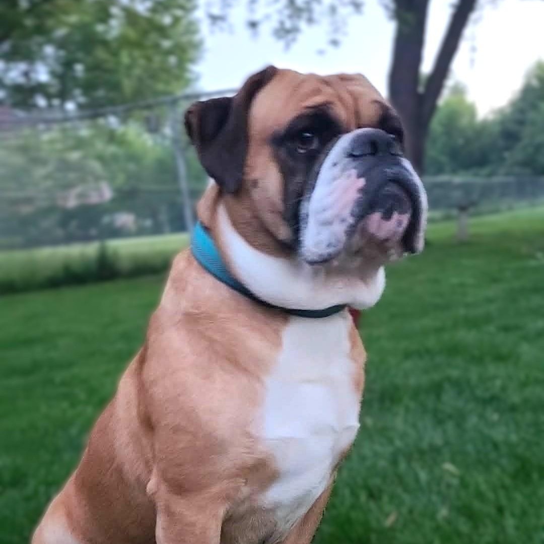 PETEY, ADOPTABLE, Adult Male English Bulldog & Puggle.