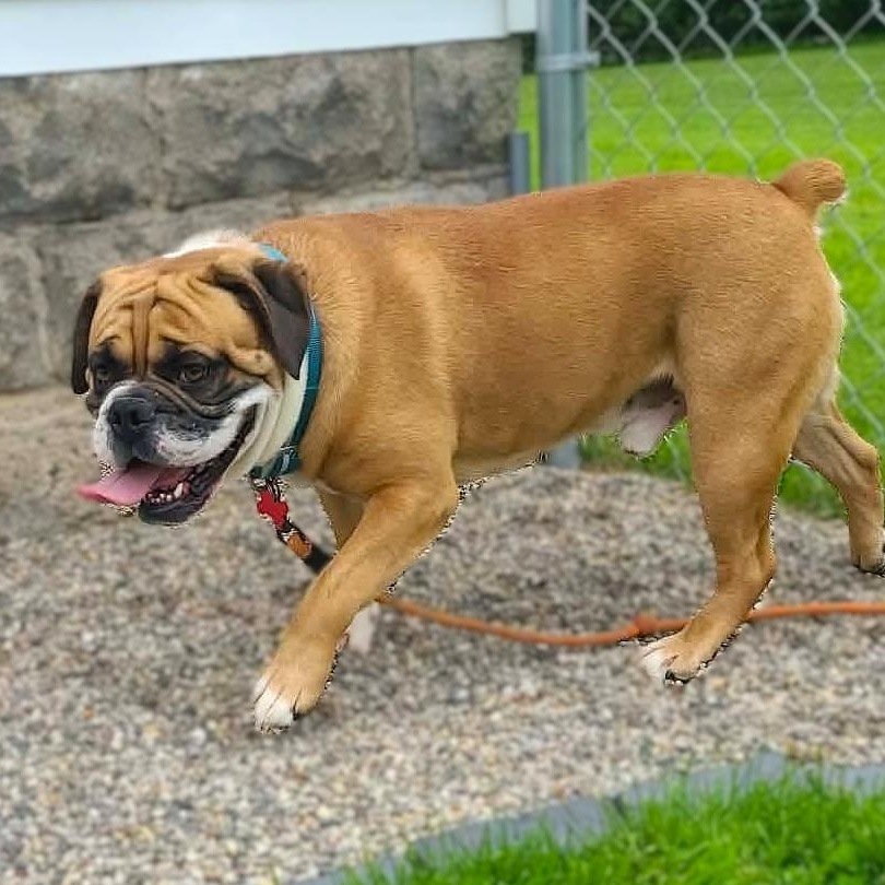 Enlarge POODY, a ADOPTABLE mixed breed in Burton, MI image 2/5