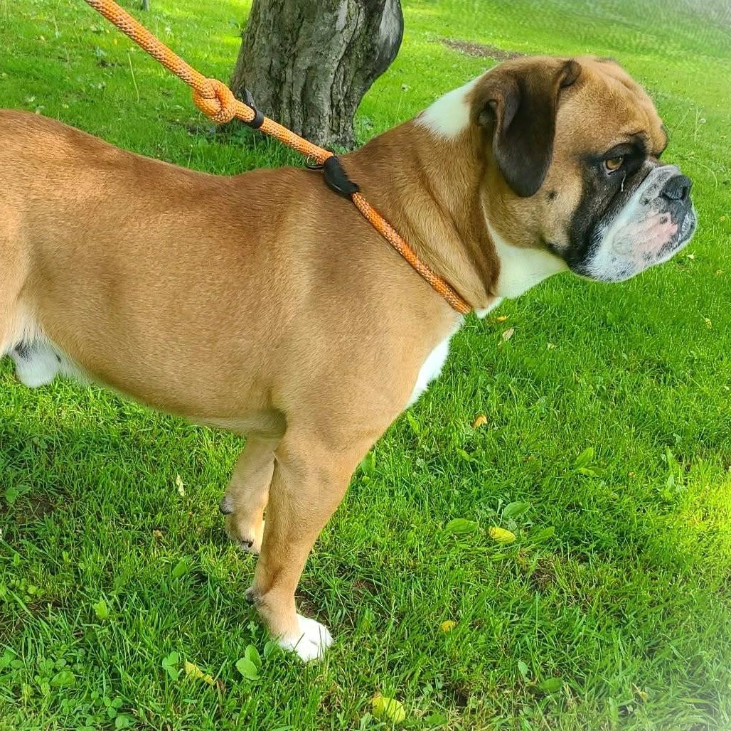 Enlarge POODY, a ADOPTABLE mixed breed in Burton, MI image 4/5