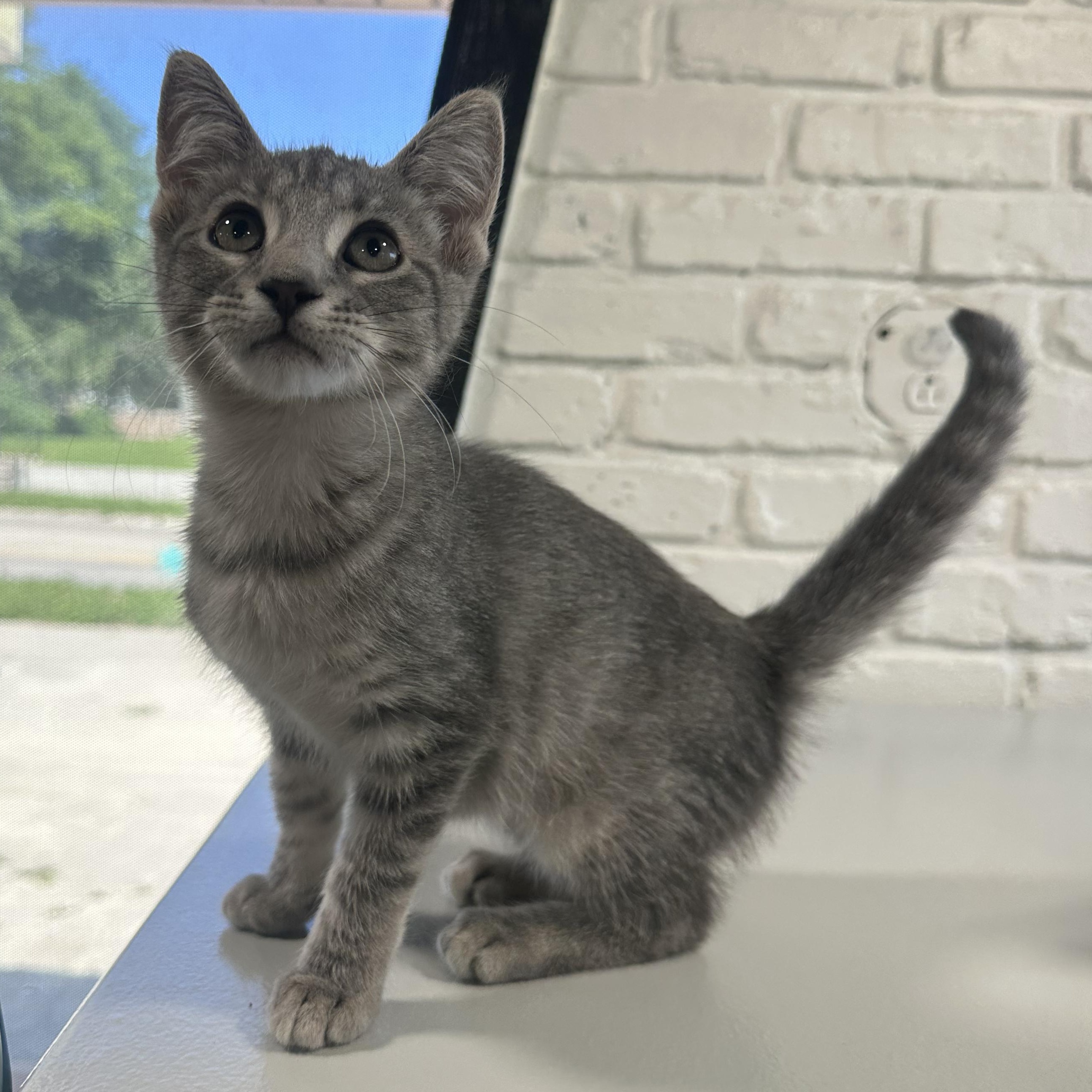 May, Adoptable, Young Female Domestic Short Hair.