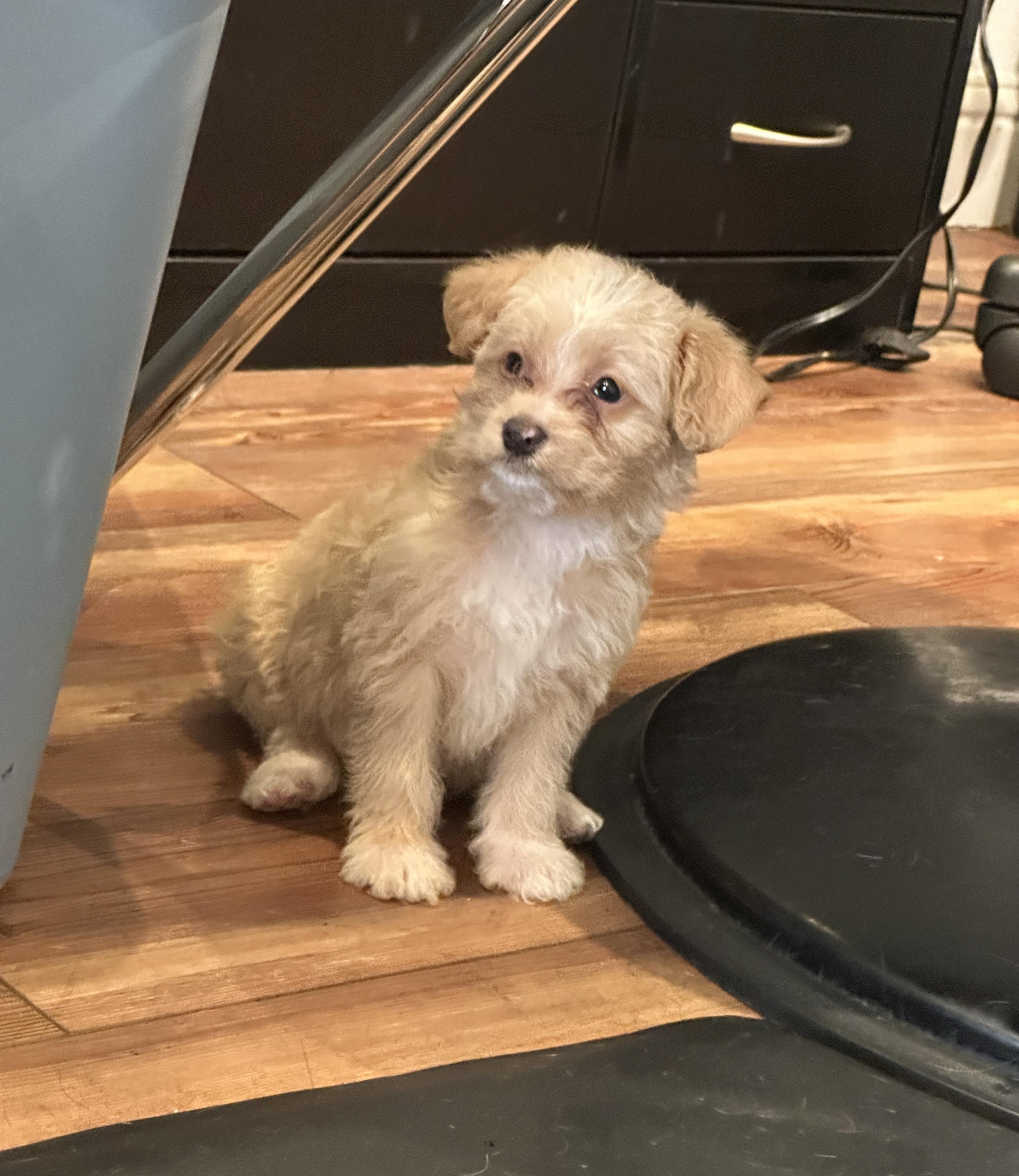 Enlarge Gnoochi, an adopted mixed breed in Penryn, CA image 1/1