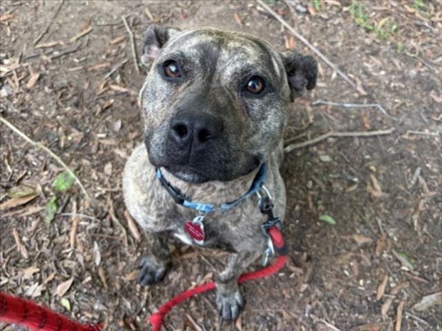 ANISSIA**, Adoptable, Young Female Pit Bull Terrier.