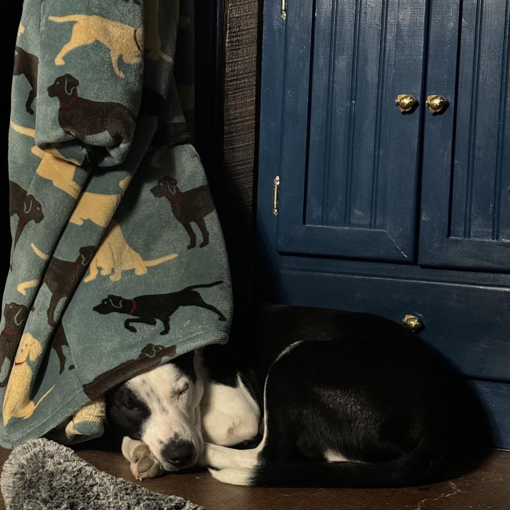 Bowie, a Adoptable mixed breed in Columbia, MO image 2/4