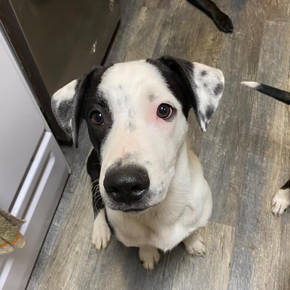 Bowie, a Adoptable mixed breed in Columbia, MO image 3/4