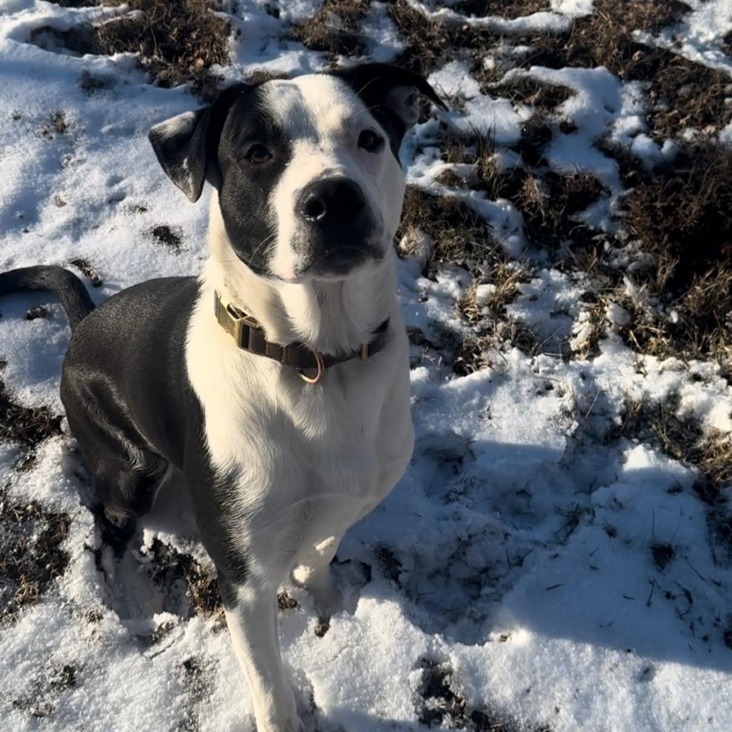 Bowie, adoptable, Young Male Pointer.
