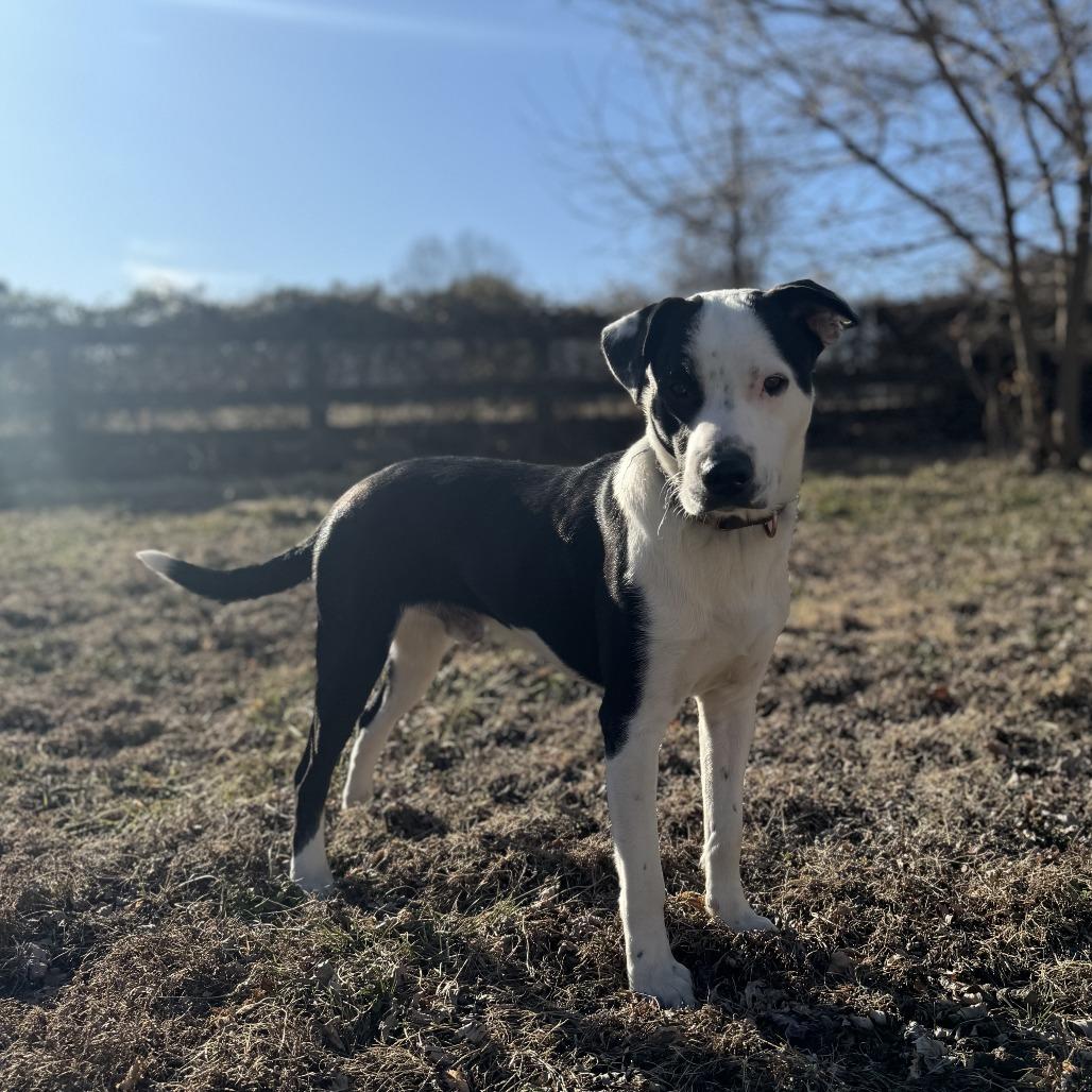 Bowie, Adoptable, Young Male Pointer.