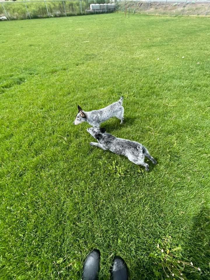 Rex, a ADOPTABLE Australian Cattle Dog / Blue Heeler in Prineville, OR image 4/5