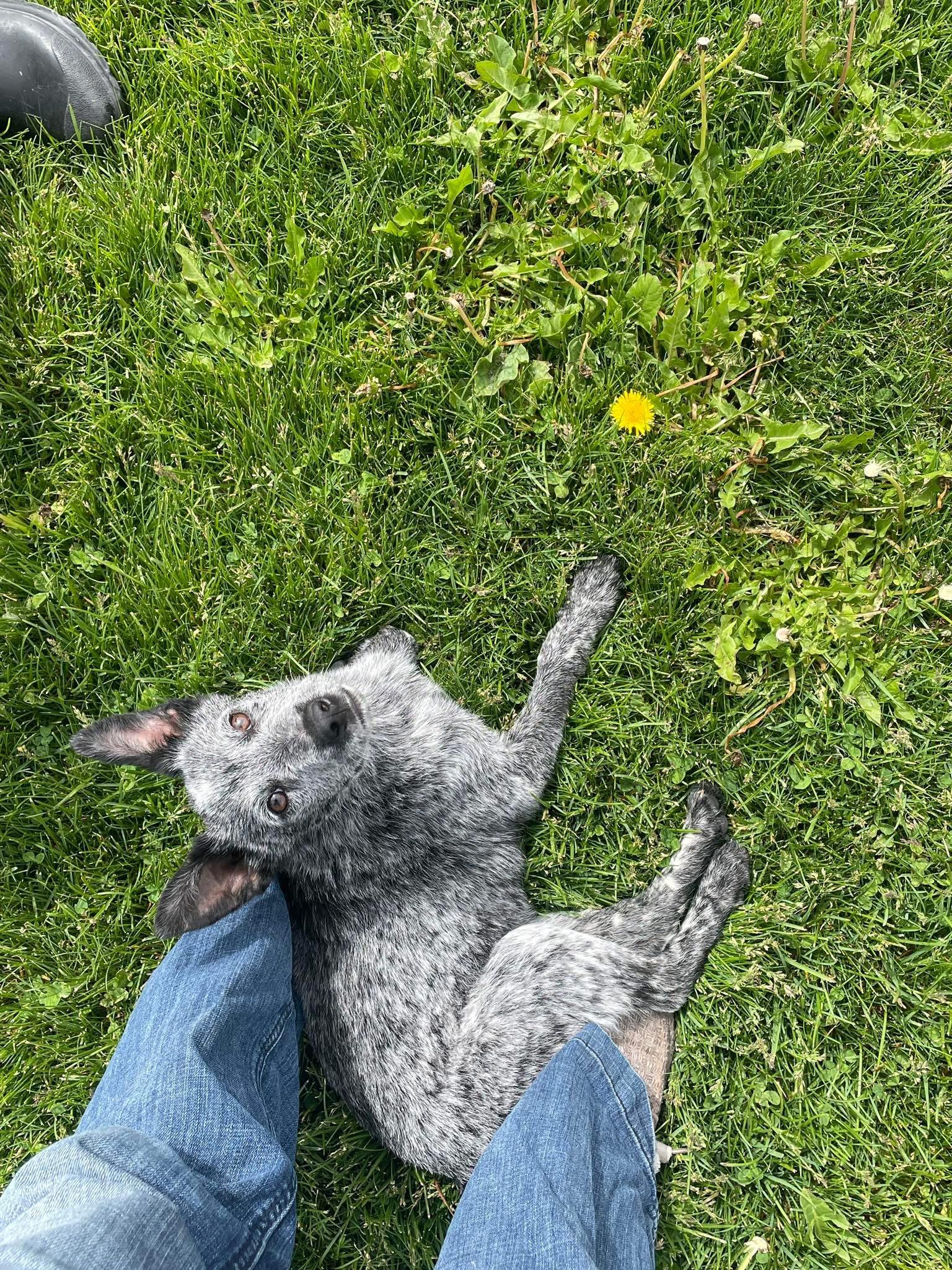 Rex, a ADOPTABLE Australian Cattle Dog / Blue Heeler in Prineville, OR image 2/5