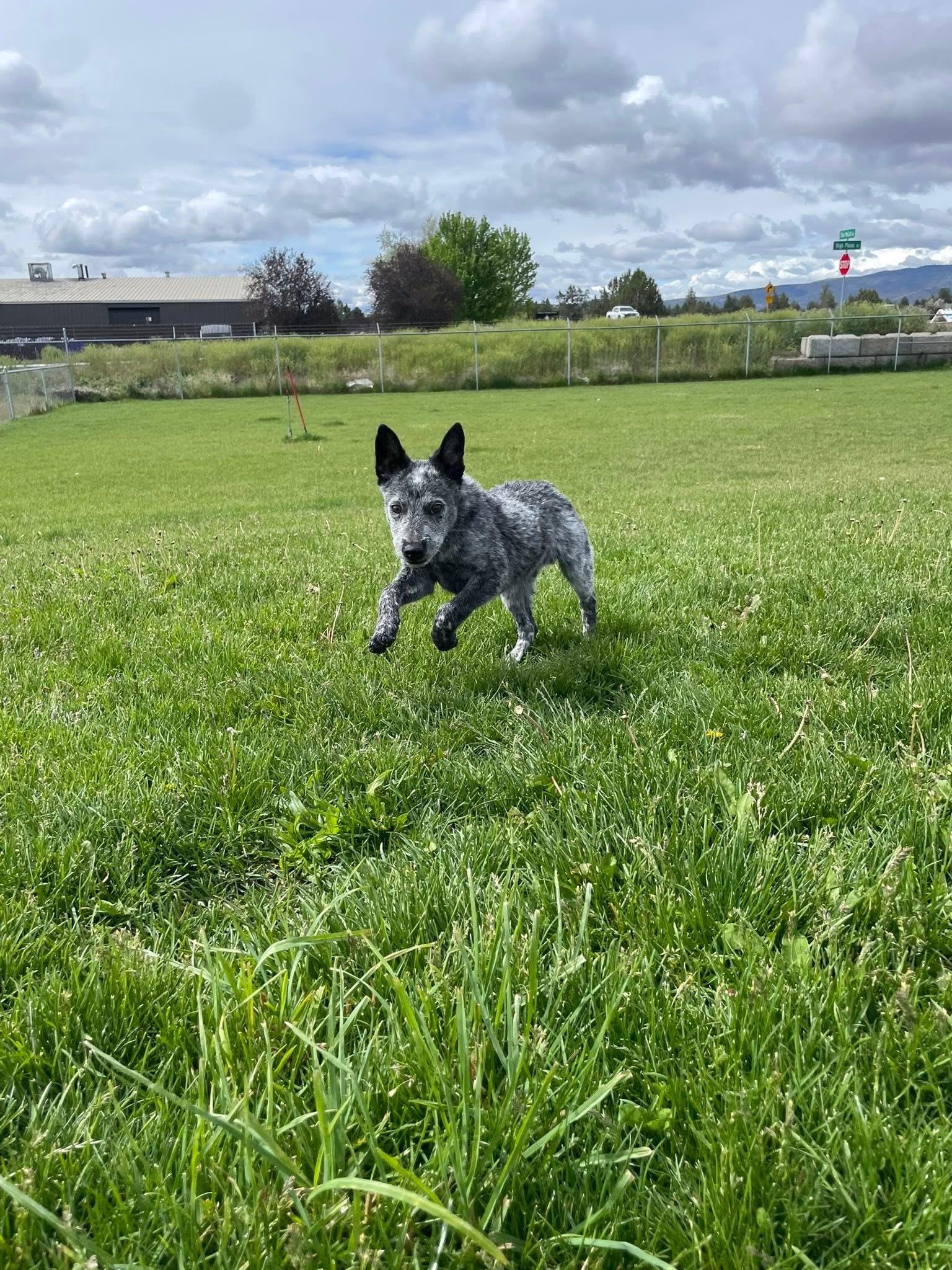 Rex, a ADOPTABLE Australian Cattle Dog / Blue Heeler in Prineville, OR image 5/5