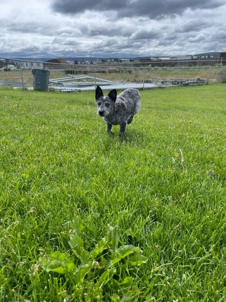 Rex, a ADOPTABLE Australian Cattle Dog / Blue Heeler in Prineville, OR image 3/5
