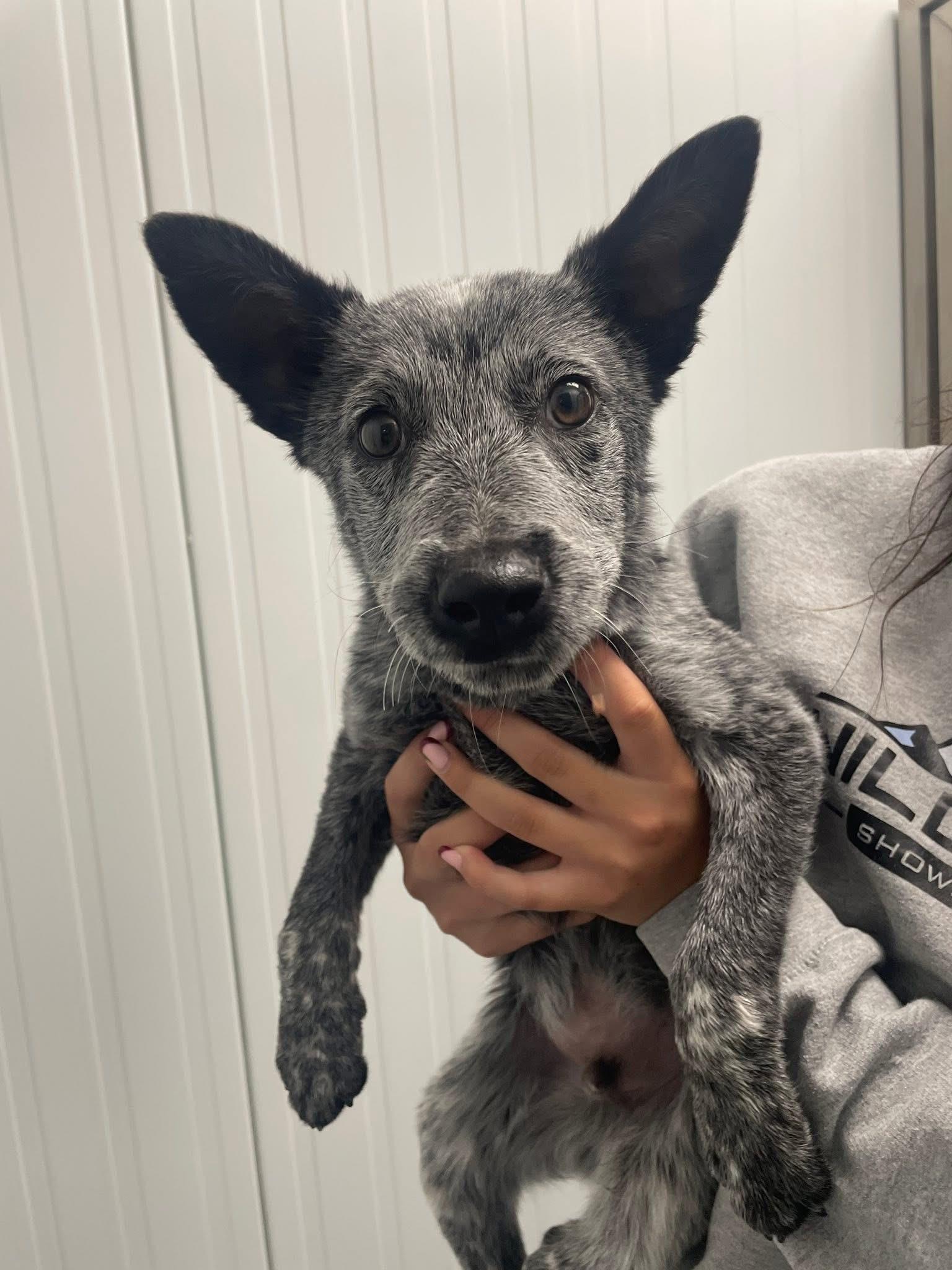 Rex, ADOPTABLE, Puppy Male Australian Cattle Dog / Blue Heeler.