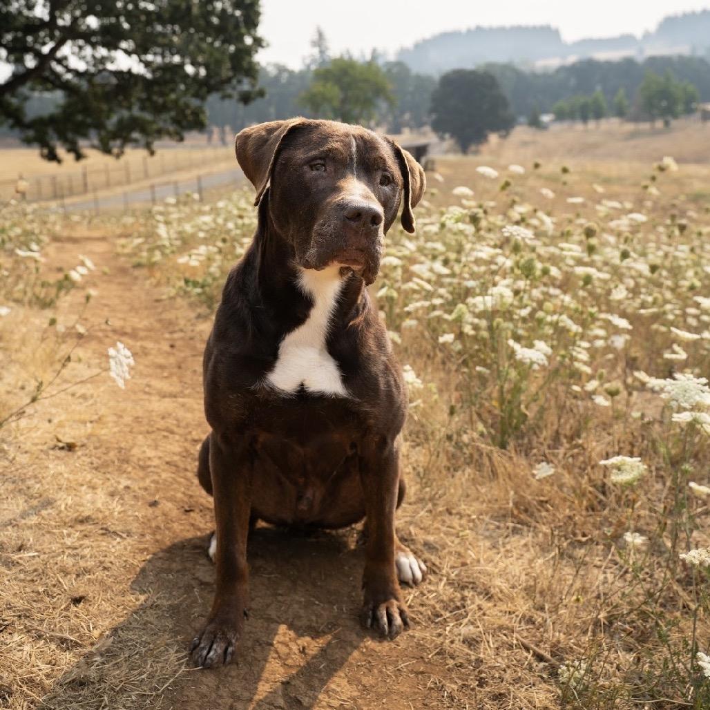Lake, Adoptable, Senior Male Labrador Retriever & Mixed Breed.