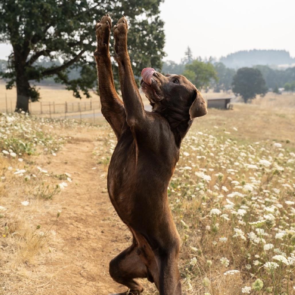 Enlarge Lake, a Adoptable mixed breed in Salem, OR image 2/6