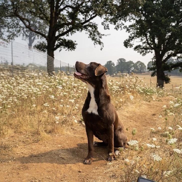 Enlarge Lake, a Adoptable mixed breed in Salem, OR image 3/6