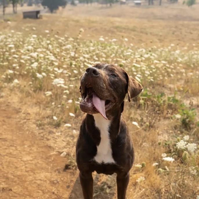 Enlarge Lake, a Adoptable mixed breed in Salem, OR image 4/6