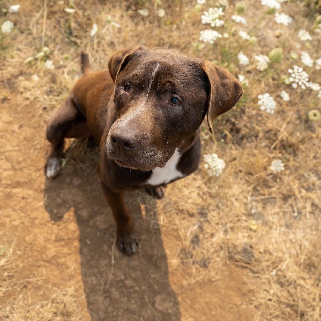 Enlarge Lake, a Adoptable mixed breed in Salem, OR image 5/6