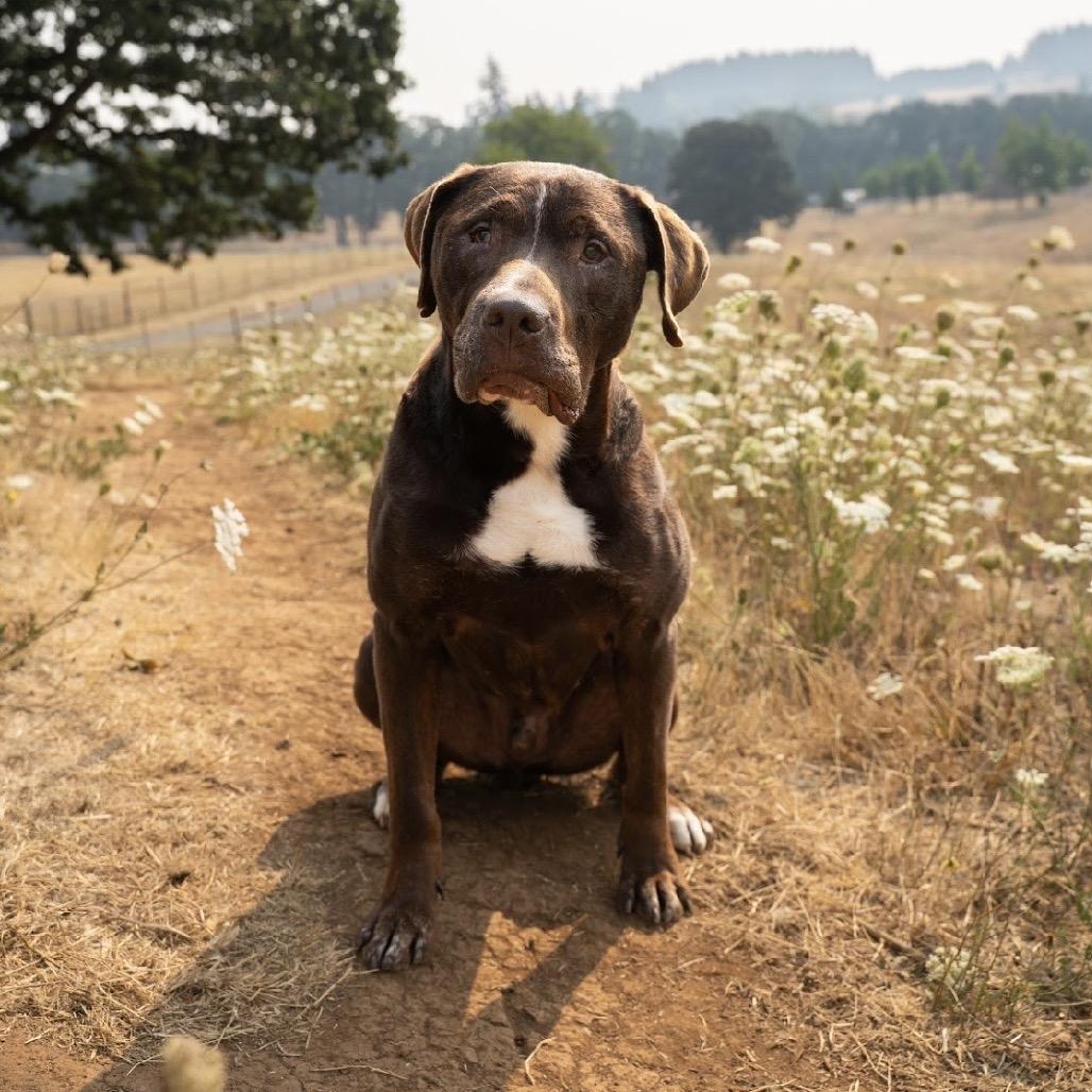 Enlarge Lake, a Adoptable mixed breed in Salem, OR image 6/6
