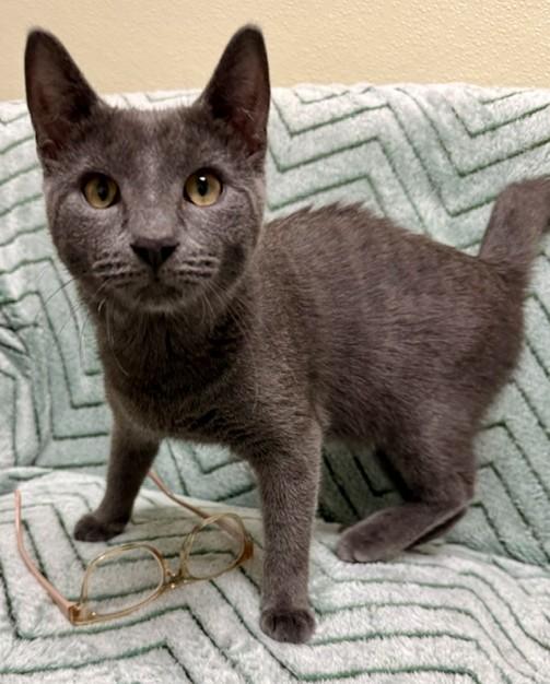 Jeremy, adopted, Adult Male Domestic Short Hair.