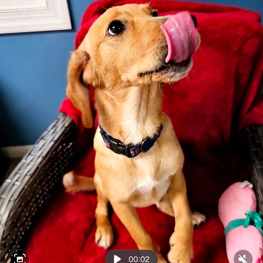 Enlarge Chew, a Adoptable Yellow Labrador Retriever in Sunderland, MD image 2/3