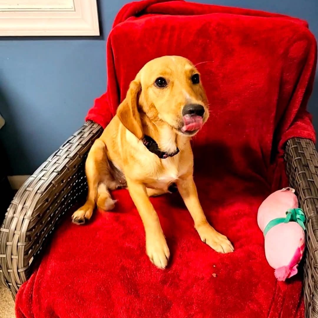 Enlarge Chew, a Adoptable Yellow Labrador Retriever in Sunderland, MD image 1/3