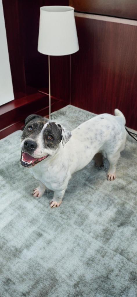 Enlarge Help Harper, a Adoptable mixed breed in Sun Prairie, WI image 2/5