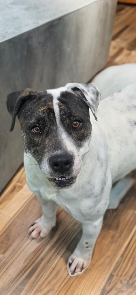 Enlarge Help Harper, a Adoptable mixed breed in Sun Prairie, WI image 3/5