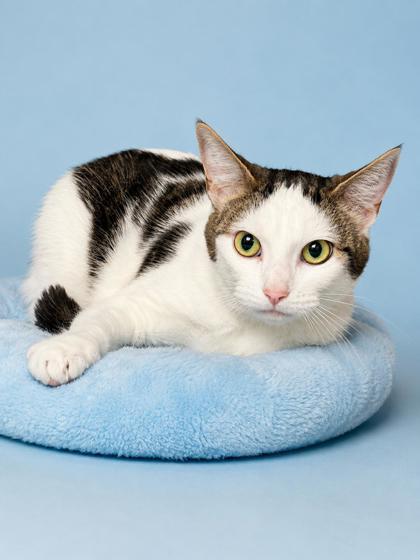 Wawa~ LONGEST RESIDENT :-(, Adoptable, Adult Female Domestic Short Hair & Domestic Short Hair.