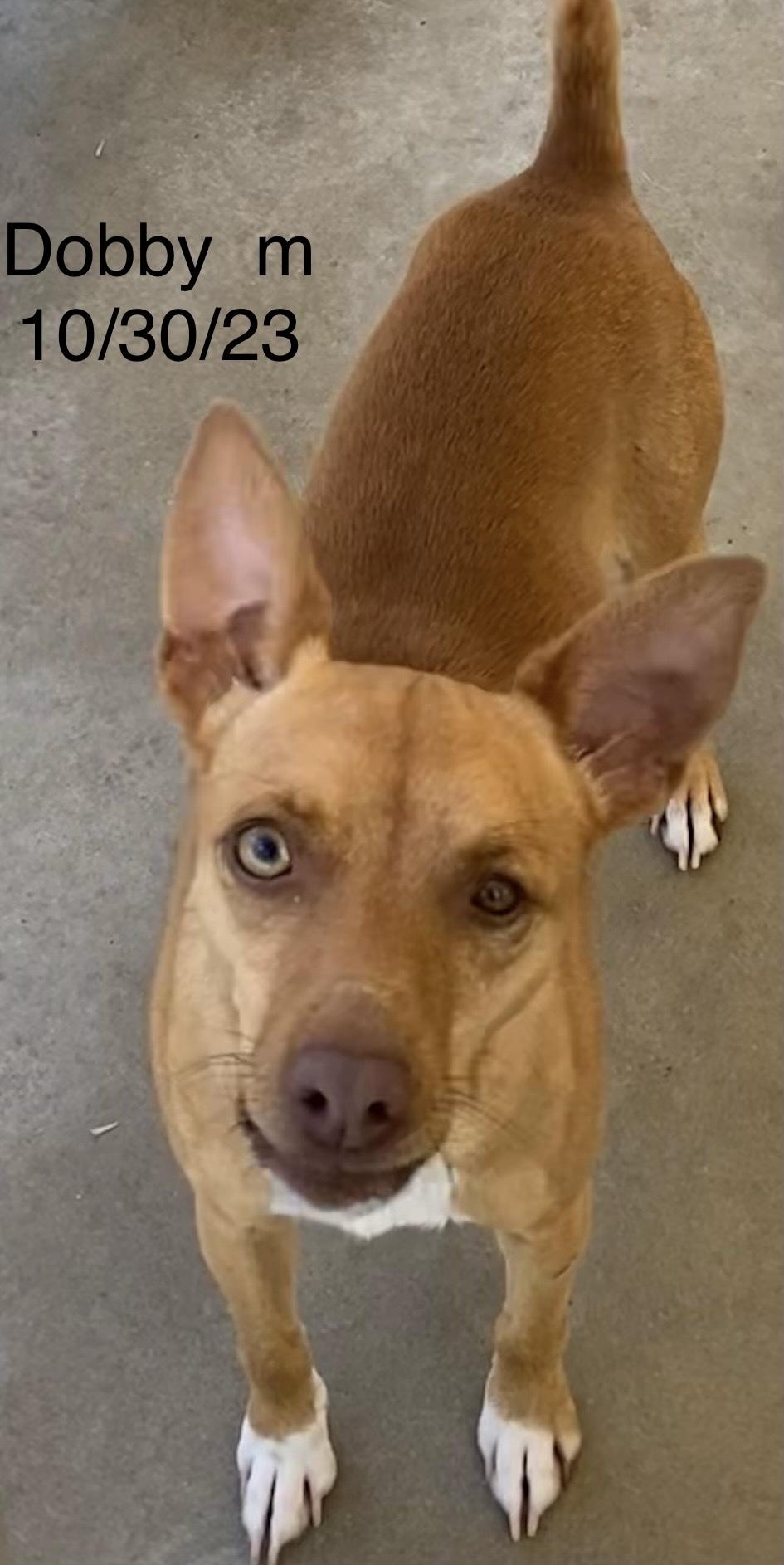 Enlarge Dobby, a Adoptable mixed breed in Monticello, FL image 3/3