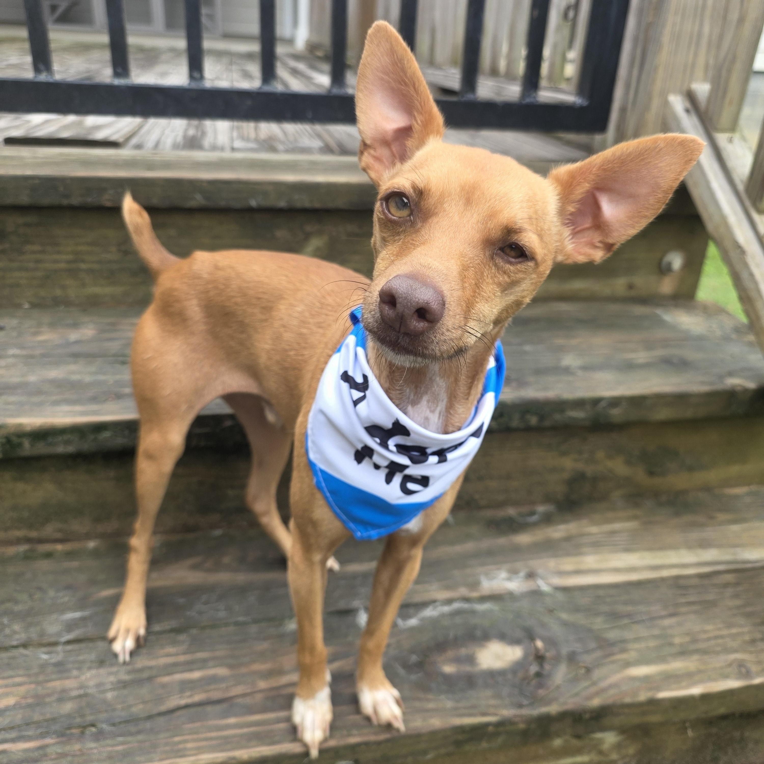 Enlarge Dobby, a Adoptable mixed breed in Monticello, FL image 1/3