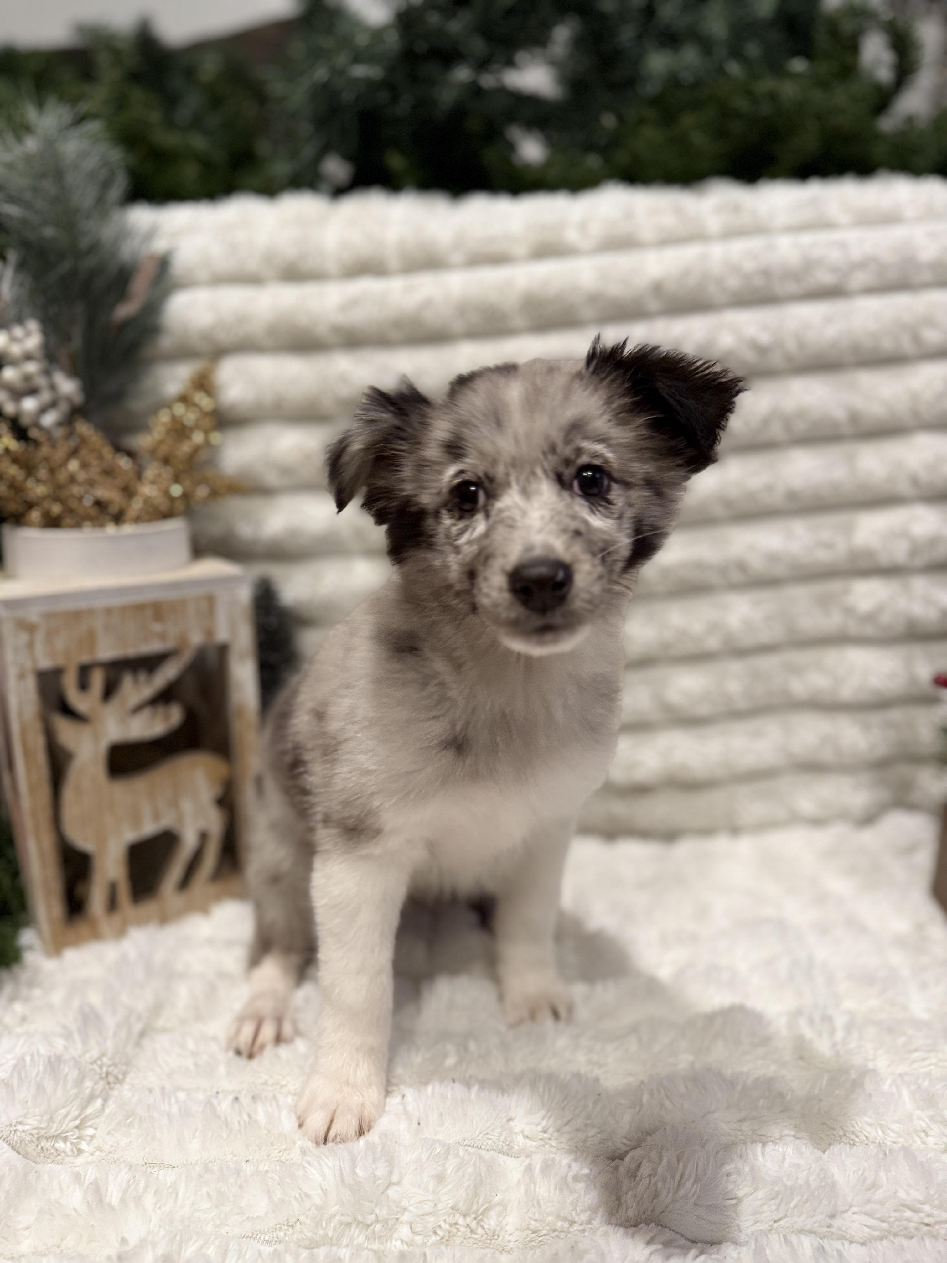 Sugarplum thumbnail 4