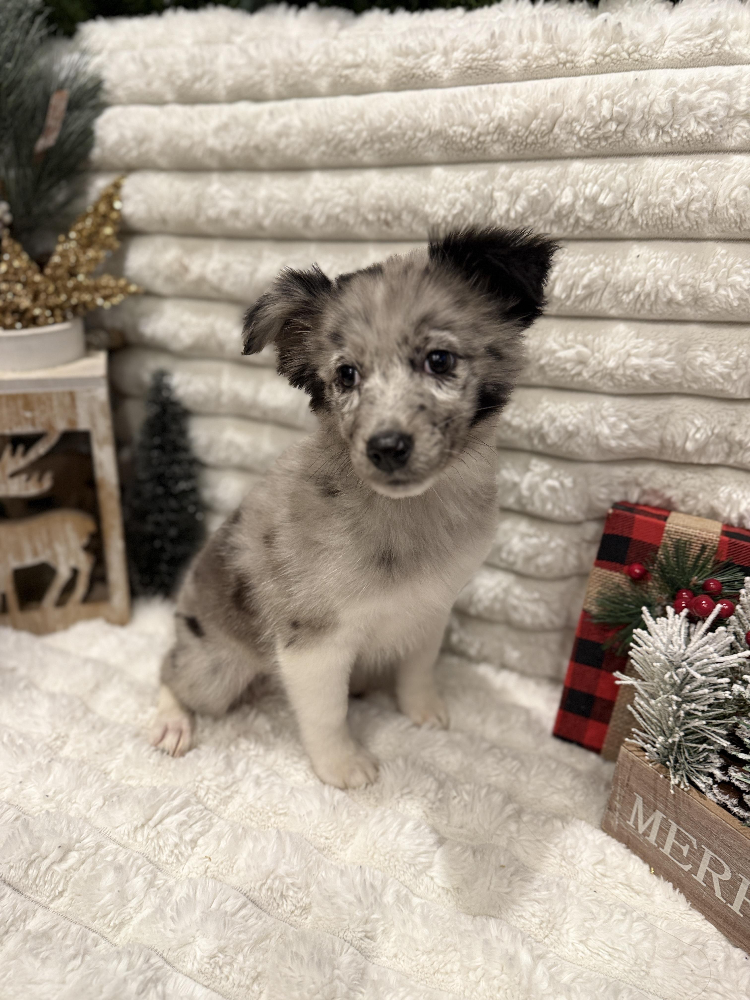 Sugarplum thumbnail 3