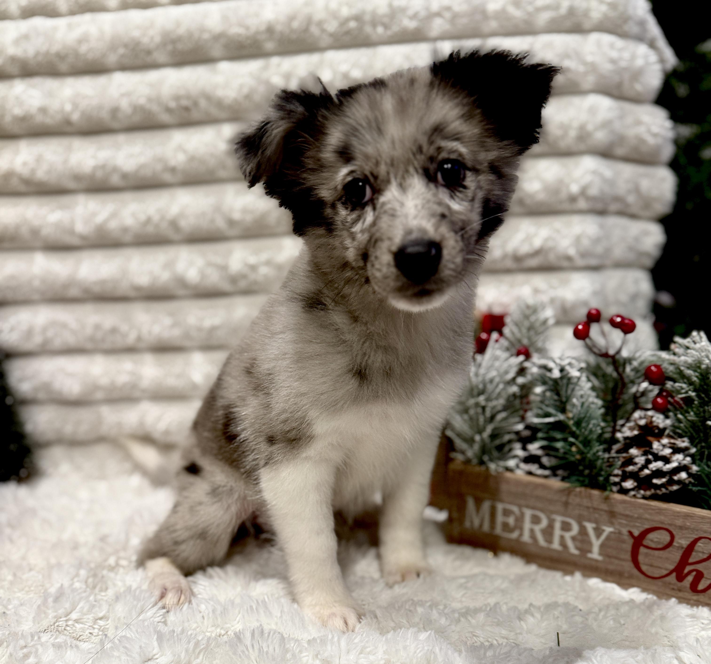 Sugarplum thumbnail 2