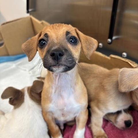 Spade (The Deck Litter)