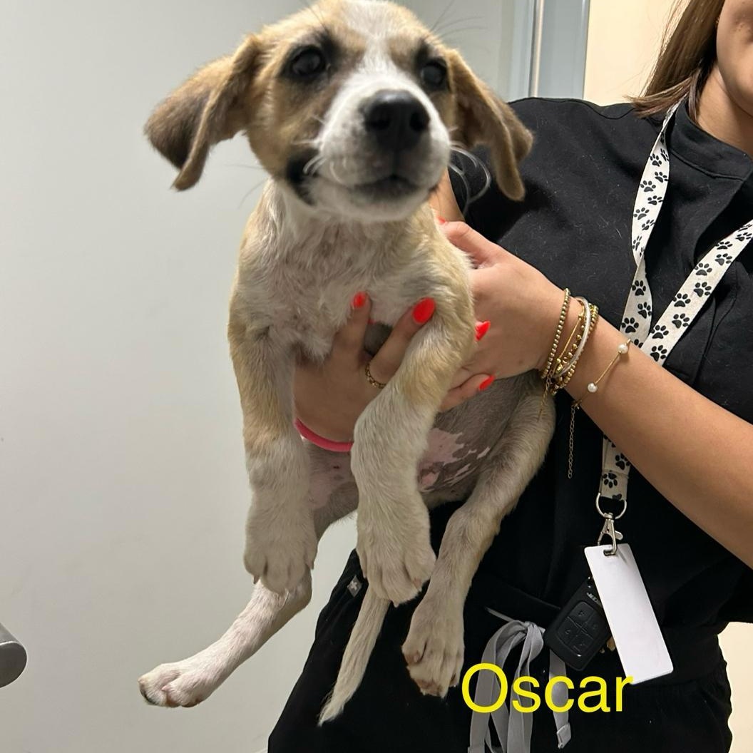 Oscar