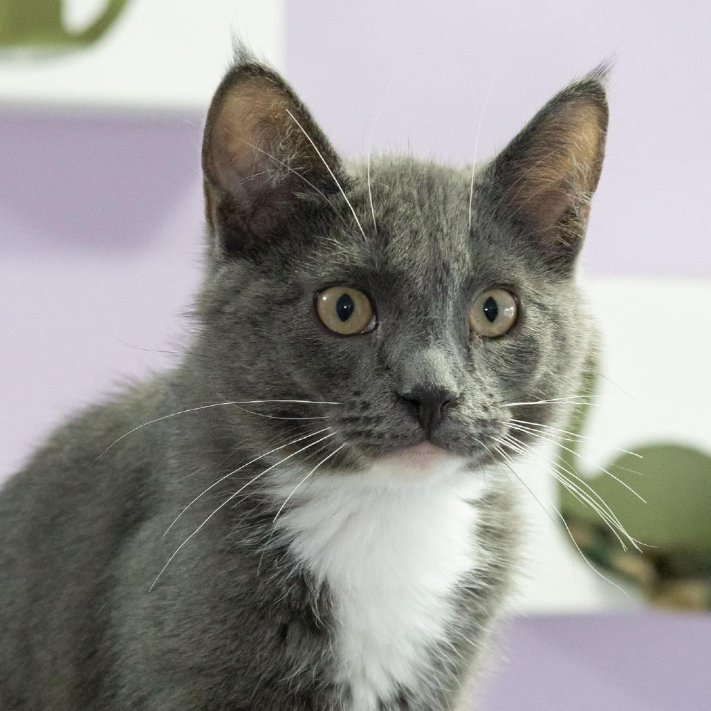 Whippersnapper, Adoptable, Young Male Domestic Short Hair.