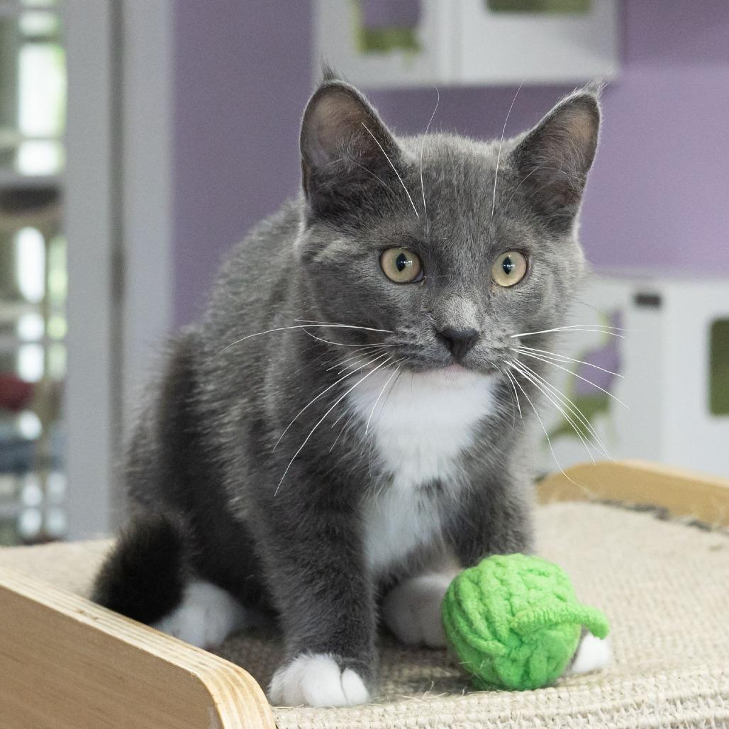 Enlarge Whippersnapper, a Adoptable Domestic Short Hair in McKean, PA image 2/6