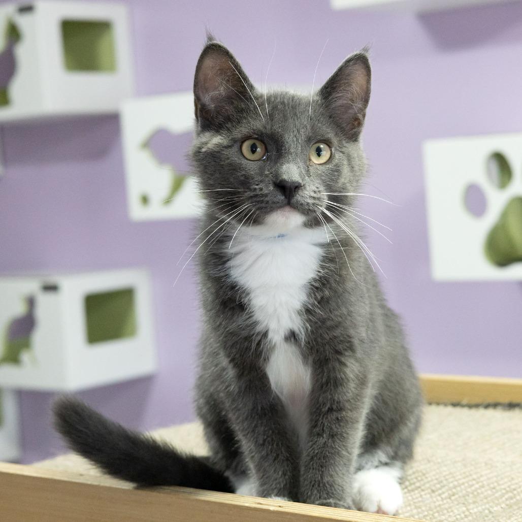 Enlarge Whippersnapper, a Adoptable Domestic Short Hair in McKean, PA image 3/6