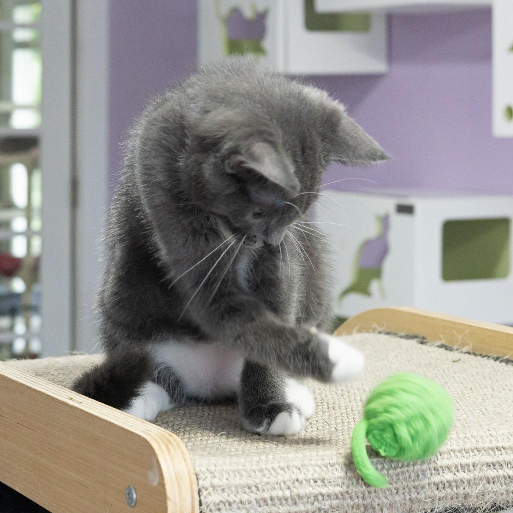 Enlarge Whippersnapper, a Adoptable Domestic Short Hair in McKean, PA image 4/6