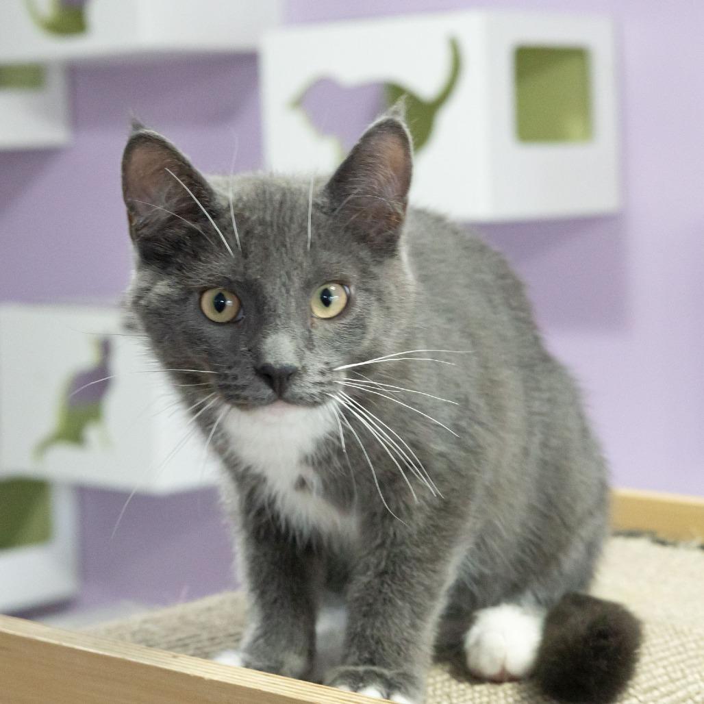 Enlarge Whippersnapper, a Adoptable Domestic Short Hair in McKean, PA image 5/6