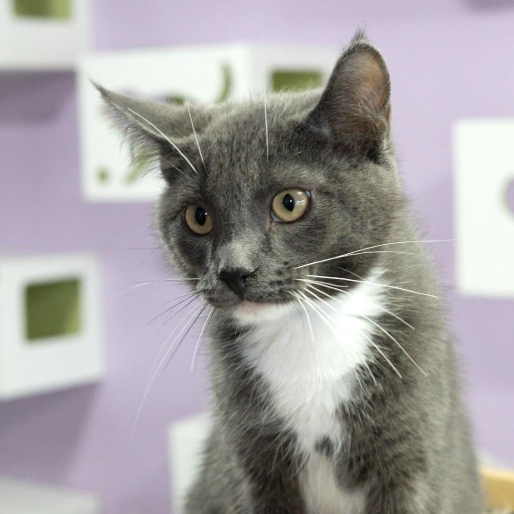 Enlarge Whippersnapper, a Adoptable Domestic Short Hair in McKean, PA image 6/6