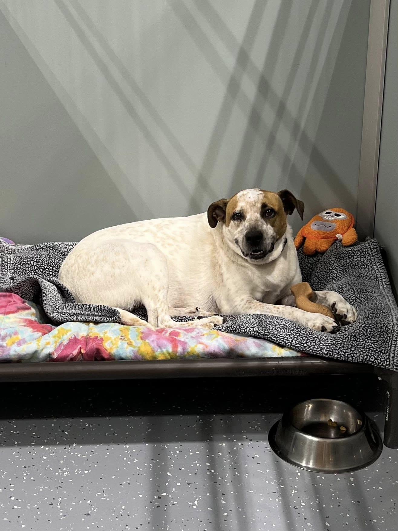 Dolly, a Adoptable Mixed Breed in Davenport, IA image 1/3