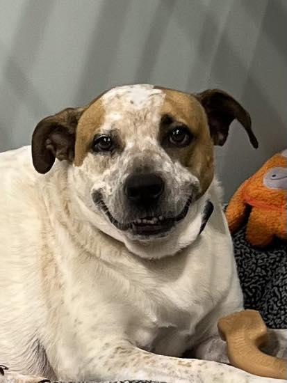 Dolly, a Adoptable Mixed Breed in Davenport, IA image 2/3